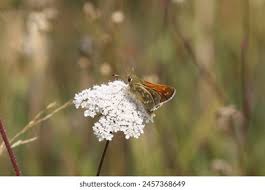 Attēlu rezultāti vaicājumam “Hesperia comma male”