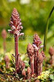 Attēlu rezultāti vaicājumam “Orobanchaceae”