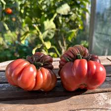 Afbeeldingsresultaat voor purple calabash tomato