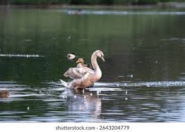 Attēlu rezultāti vaicājumam “Cygnus olor juvenile”