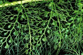 Attēlu rezultāti vaicājumam “Utricularia vulgaris leaf”