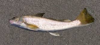 Image result for Menticirrhus americanus