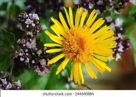 Image result for Inula hirta