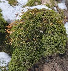 Attēlu rezultāti vaicājumam “Leskea polycarpa macro”