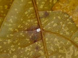 Attēlu rezultāti vaicājumam “Aleurochiton aceris”