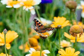 Image result for Small Tortoiseshell