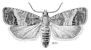 Attēlu rezultāti vaicājumam “Cydia pomonella”