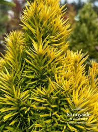 Attēlu rezultāti vaicājumam “Taxus baccata”