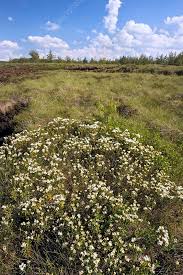 Attēlu rezultāti vaicājumam “Ledum palustre flower”