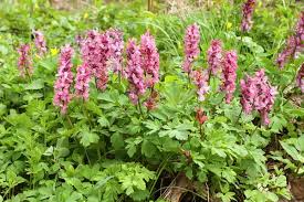 Attēlu rezultāti vaicājumam “Corydalis cava fruit”