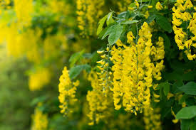 Attēlu rezultāti vaicājumam “Laburnum alpinum flower”