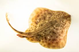 Image result for Leucoraja