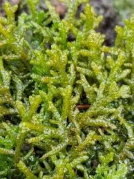 Attēlu rezultāti vaicājumam “Porella platyphylla macro”