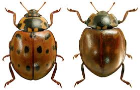 Attēlu rezultāti vaicājumam “Anatis ocellata”