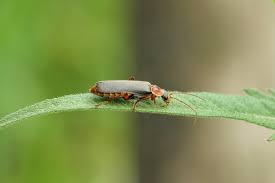 Attēlu rezultāti vaicājumam “Cantharis nigricans”