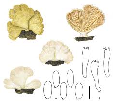 Attēlu rezultāti vaicājumam “Schizophyllum commune”
