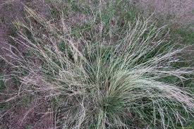Attēlu rezultāti vaicājumam “Nardus stricta flower”