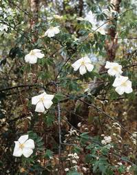 Attēlu rezultāti vaicājumam “Chaenotheca laevigata”