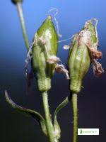 Attēlu rezultāti vaicājumam “Silene tatarica leaf”