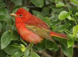 Image result for Piranga rubra