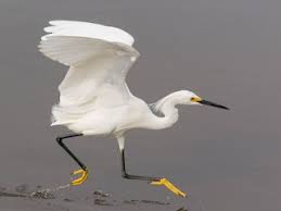 Image result for Egretta thula