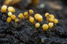 Attēlu rezultāti vaicājumam “Bactridium flavum”