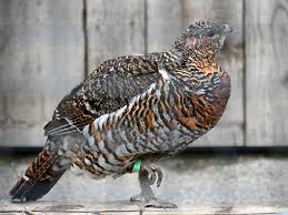 Attēlu rezultāti vaicājumam “Tetrao urogallus female”