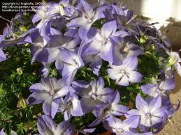 Image result for Campanula isophylla