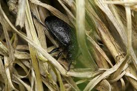 Attēlu rezultāti vaicājumam “Galeruca tanaceti”