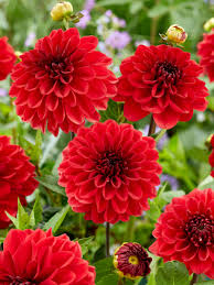 Image result for Dahlia `Red Skin`
