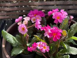 Attēlu rezultāti vaicājumam “Primula x polyantha”