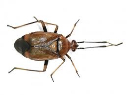 Attēlu rezultāti vaicājumam “Deraeocoris ruber”