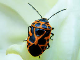 Attēlu rezultāti vaicājumam “Eurydema dominulus”