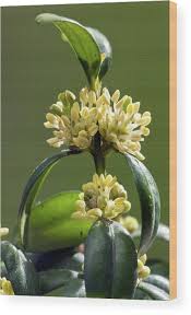 Attēlu rezultāti vaicājumam “Buxus sempervirens flower”