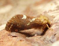 Attēlu rezultāti vaicājumam “Phymatopus hecta”