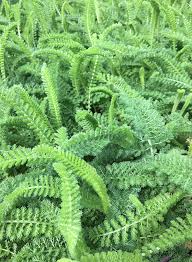 Attēlu rezultāti vaicājumam “Achillea salicifolia”