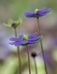 Attēlu rezultāti vaicājumam “Hepatica nobilis bud”