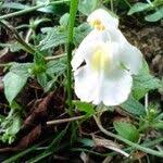 Image result for Galeopsis segetum