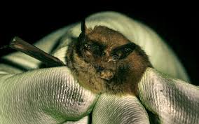 Attēlu rezultāti vaicājumam “Pipistrellus pygmaeus”