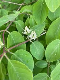 Attēlu rezultāti vaicājumam “Lonicera xylosteum leaf”