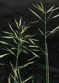 Attēlu rezultāti vaicājumam “Bromopsis inermis”