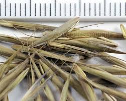 Attēlu rezultāti vaicājumam “Bromopsis inermis”