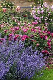 Attēlu rezultāti vaicājumam “Nepeta x faassenii flower”