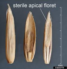 Attēlu rezultāti vaicājumam “Lolium perenne”