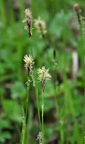 Attēlu rezultāti vaicājumam “Carex pilosa flower”