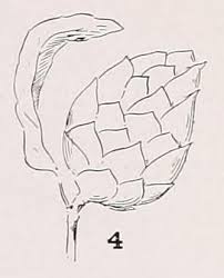 Attēlu rezultāti vaicājumam “Rabdophaga degeeri”