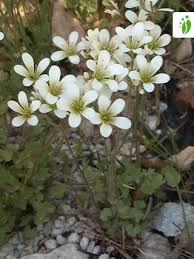 Attēlu rezultāti vaicājumam “Saxifraga granulata leaf”