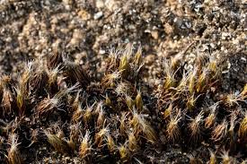 Attēlu rezultāti vaicājumam “Polytrichum piliferum sporophyte”