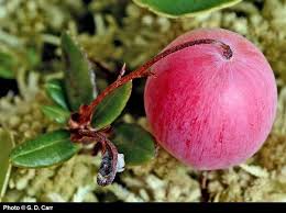 Attēlu rezultāti vaicājumam “Oxycoccus microcarpus leaf”