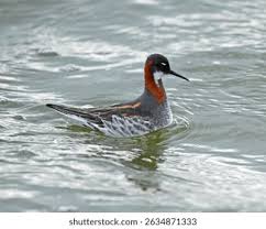 Attēlu rezultāti vaicājumam “Phalaropus lobatus”